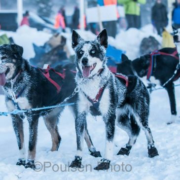 Teams are reaching Strömsund checkpoint.