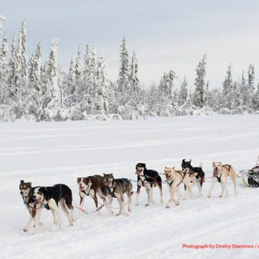 Mushers out of Storåbränna I