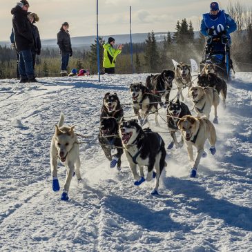 Winner of Amundsen Race 2017 12 dog team