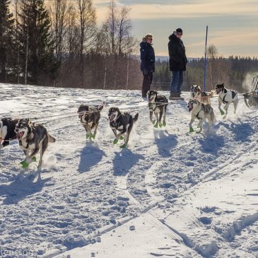 Winner of Amundsen Race 2017 8 dog team