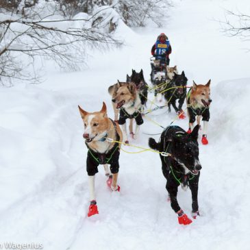 Silver medal in the 12 dog team class