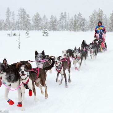 50 deltagare nås snart!